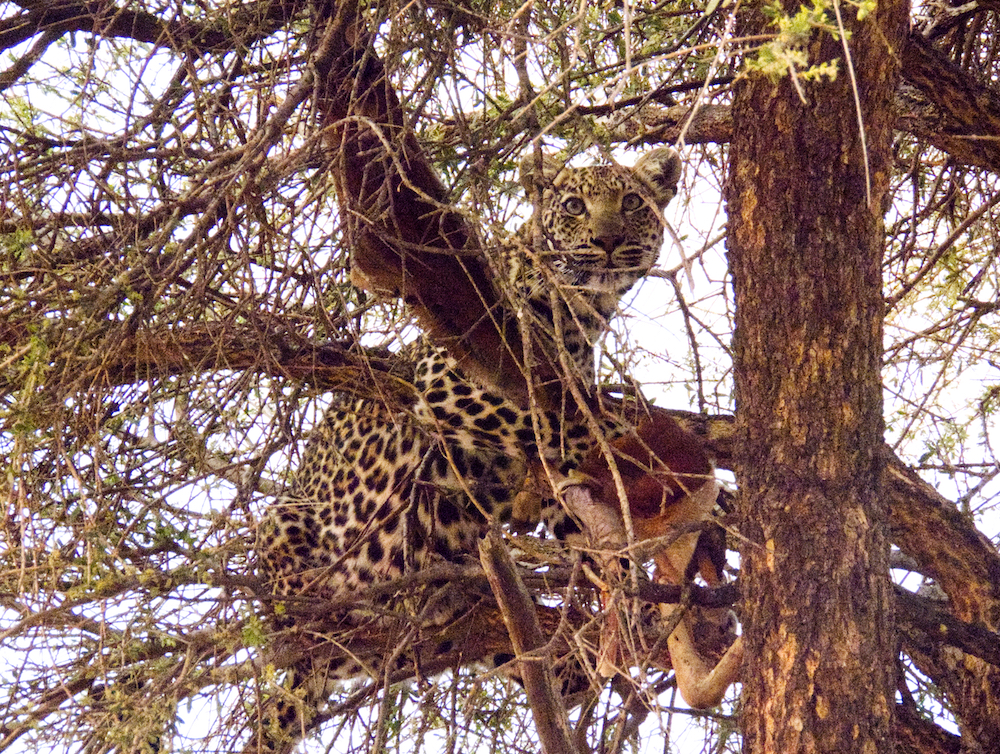 Leopard in tree with antelope