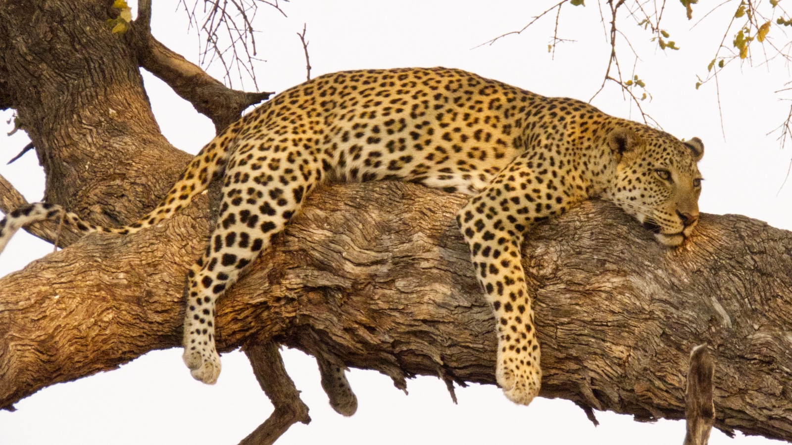 Leopard laying on tree bough