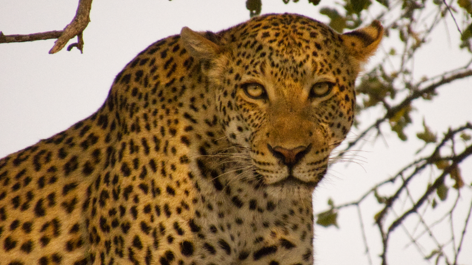 Leopard staring us down