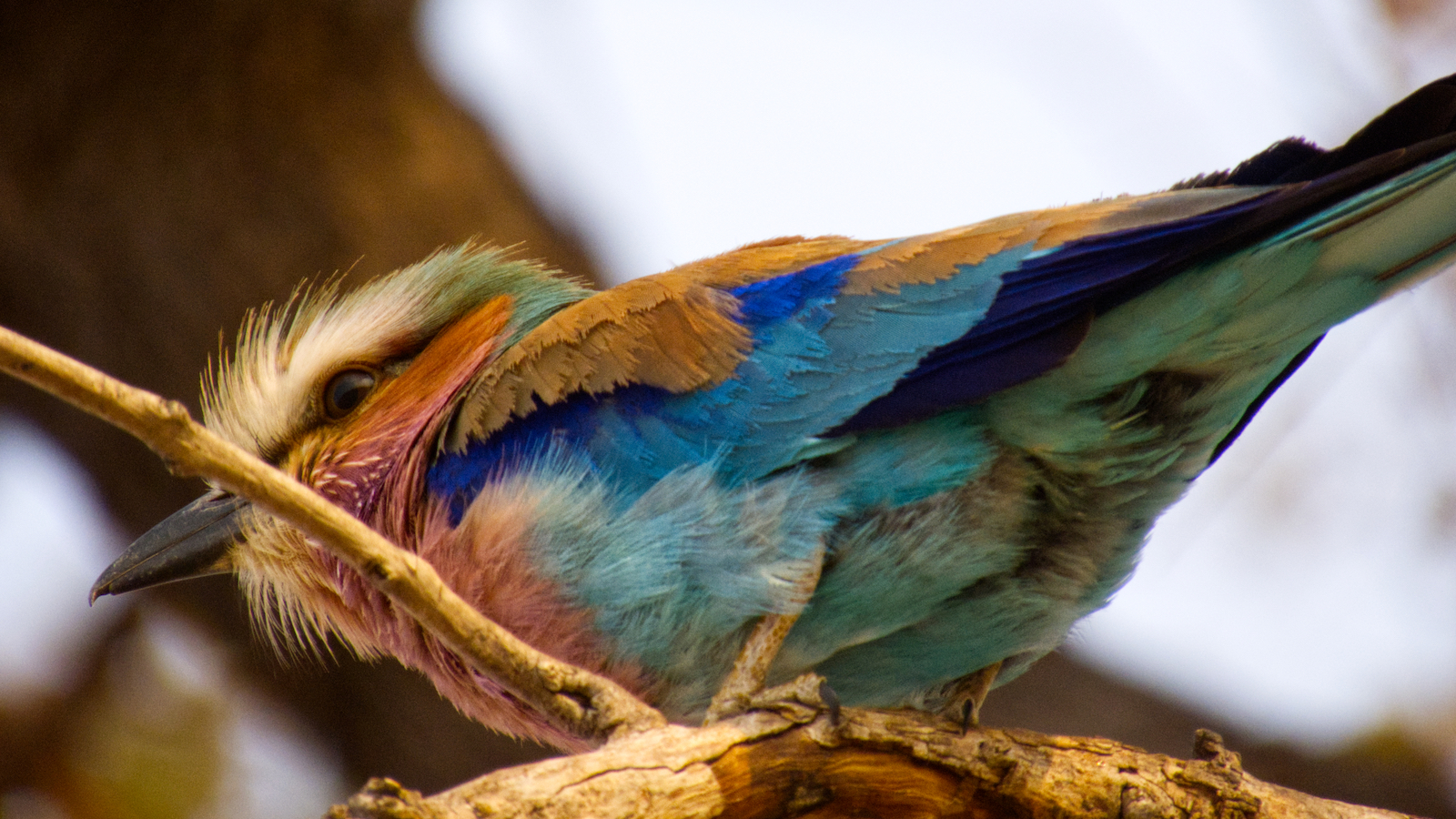 Lilac breasted roller perched on branch