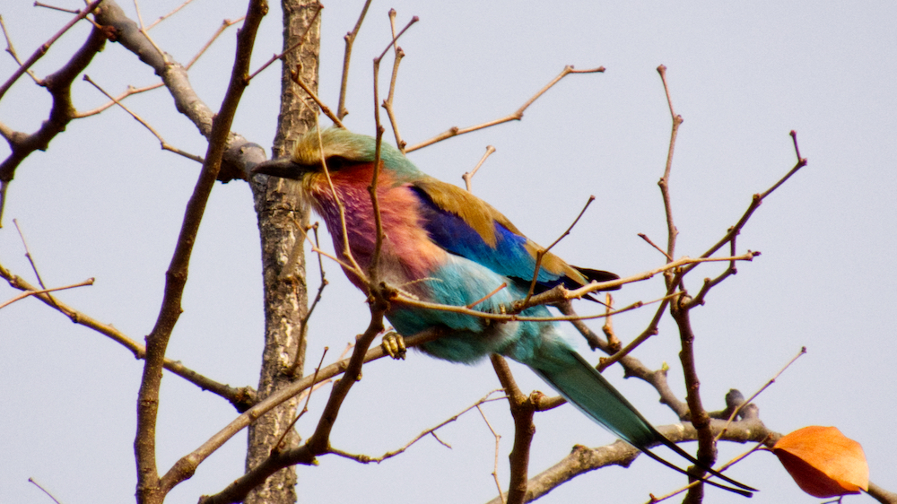 Lilac breasted roller