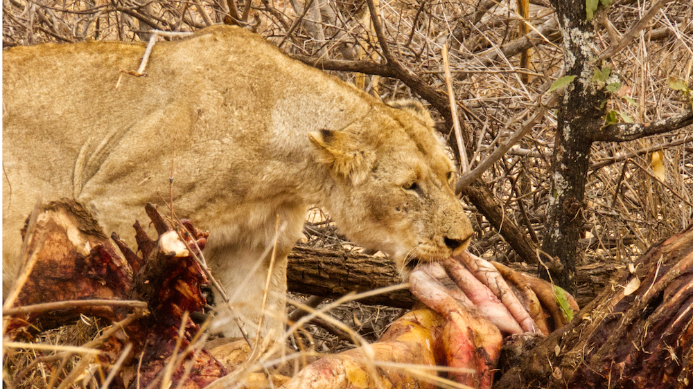 Lion working on giraffe