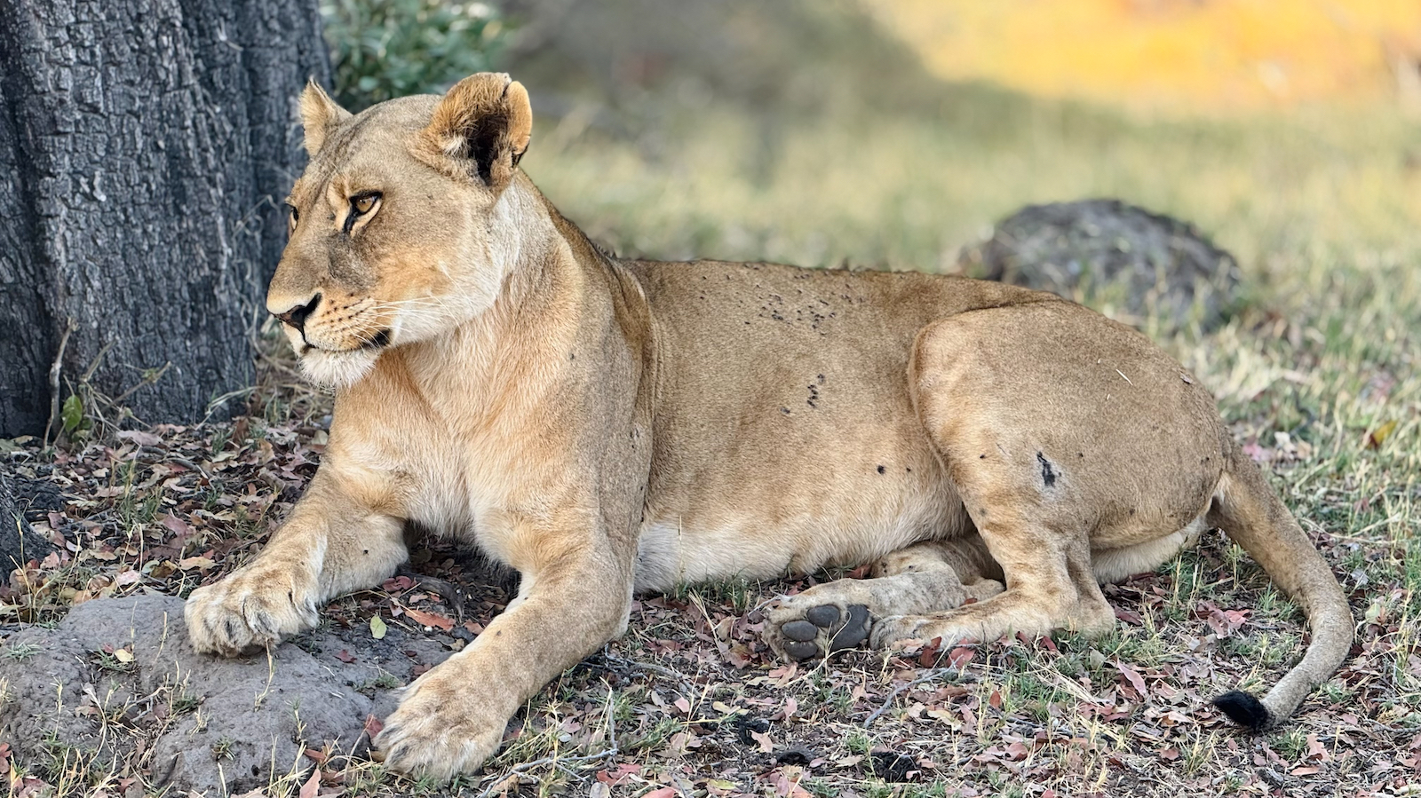 Lioness fully rested