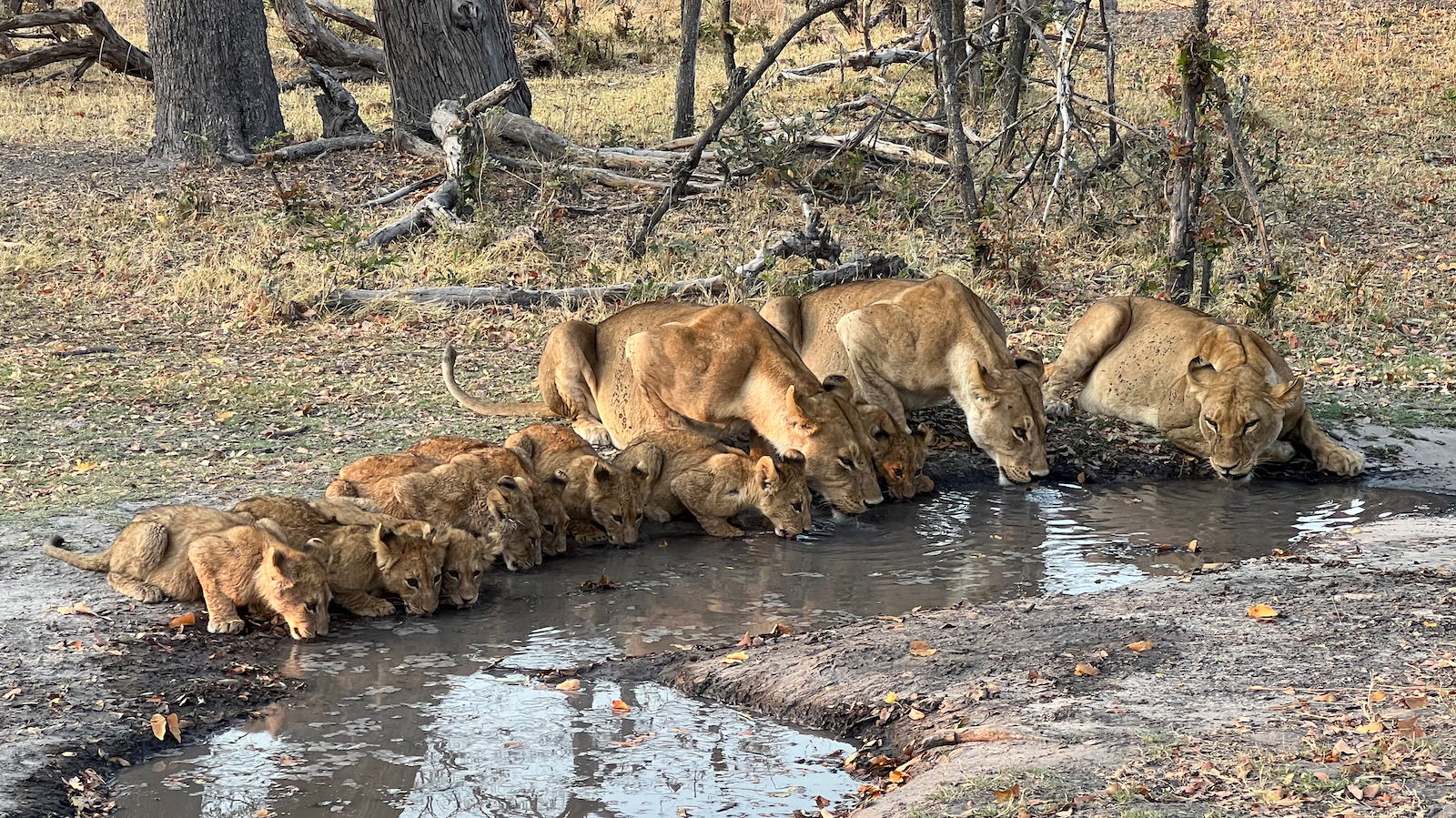 Lionesses and cubs drinking water