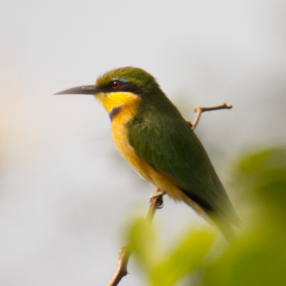 Little bee eater