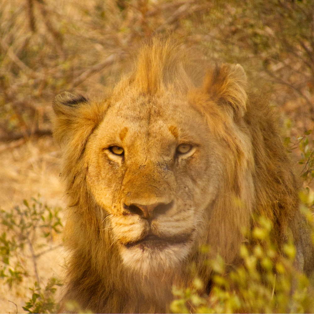 Male lion