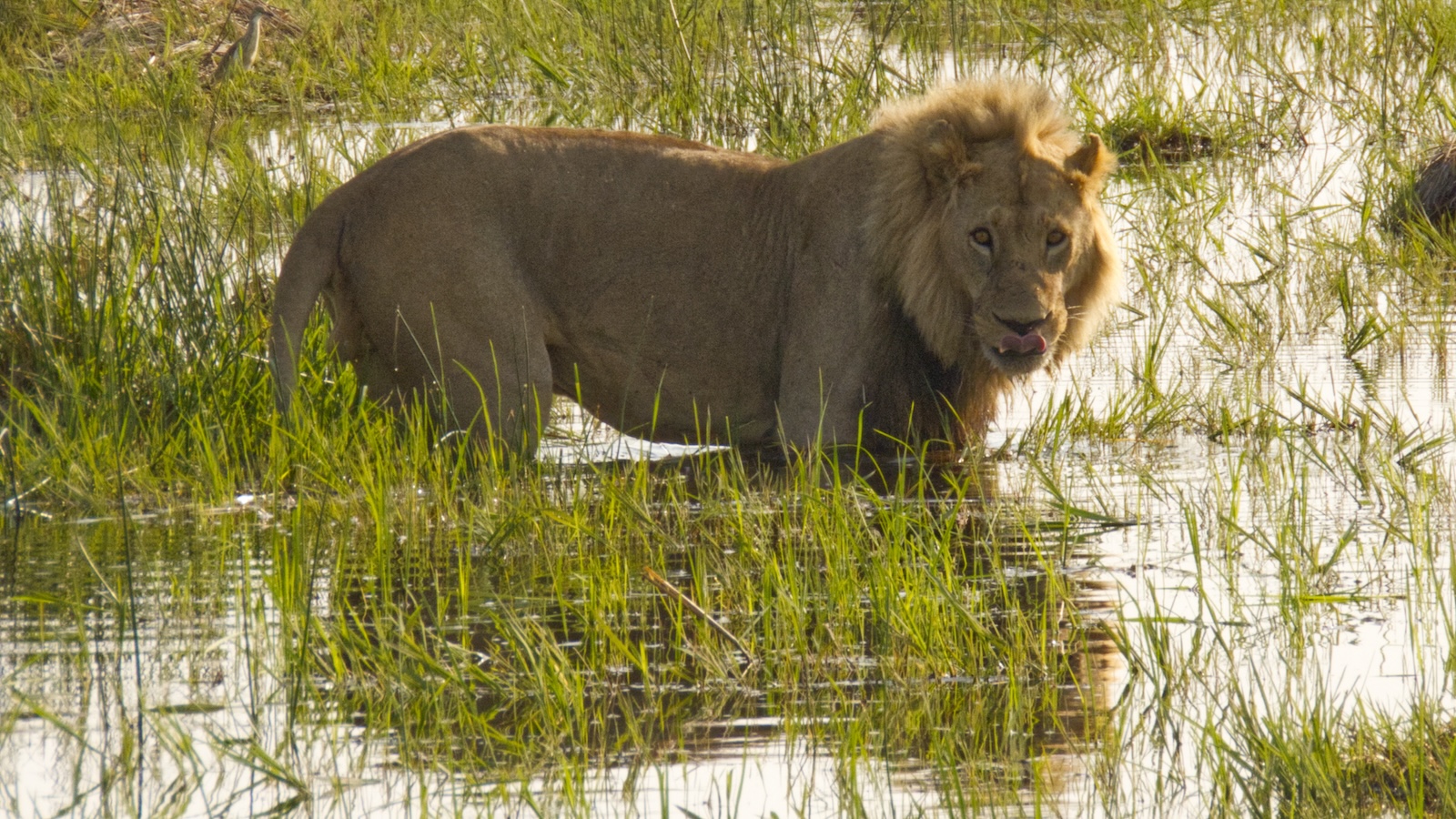 Male lion wading in pool