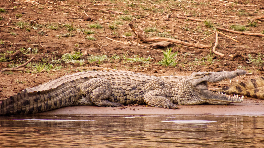 Nile crocodile