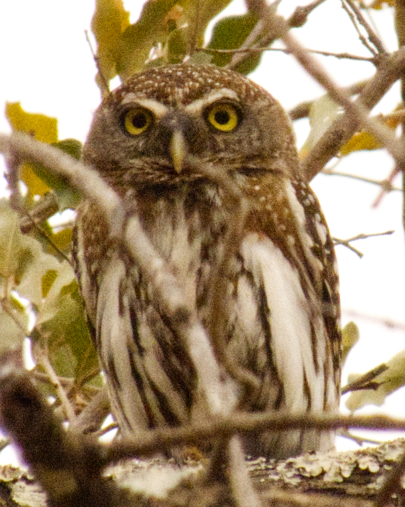 Pearl spotted owlet