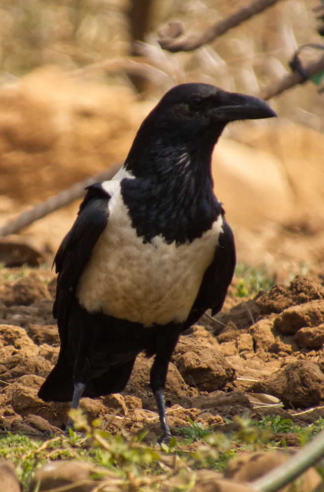 Pied crow