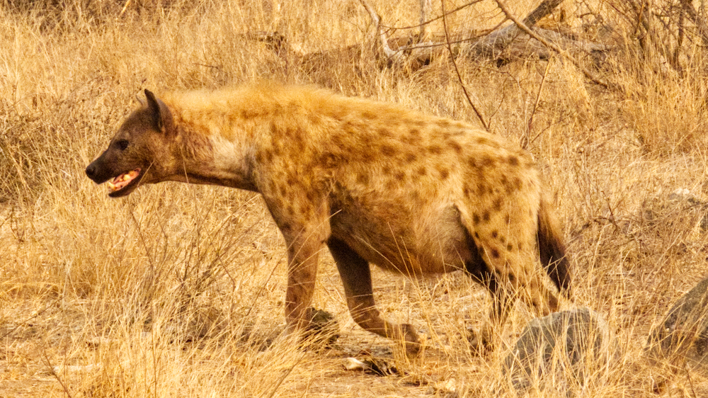 Pregnant hyena mother