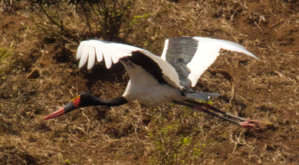 Saddle billed stork in flight