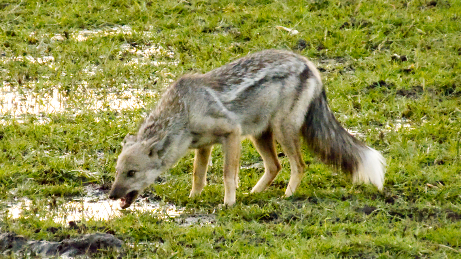 Side-striped jackal