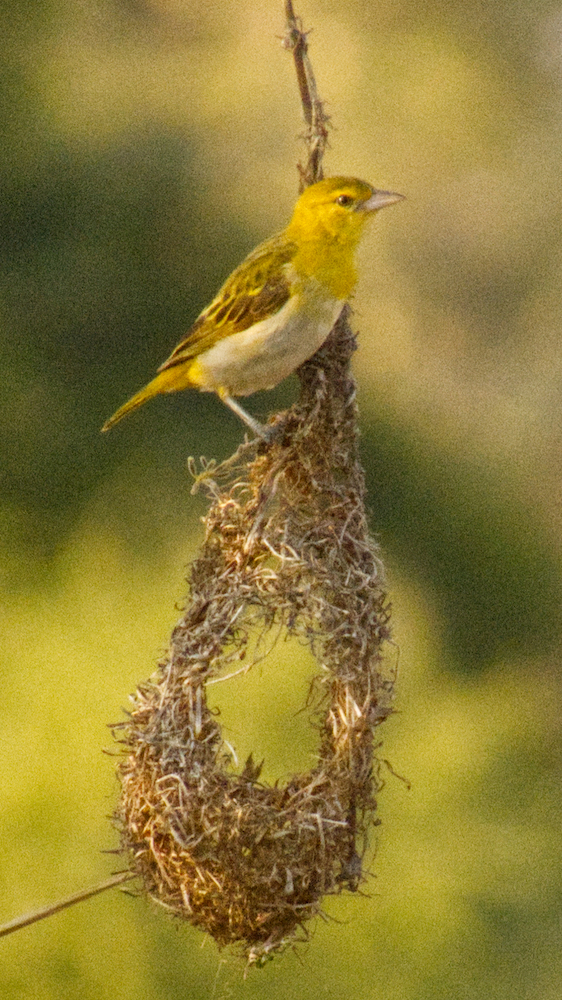 Southern masked weaver