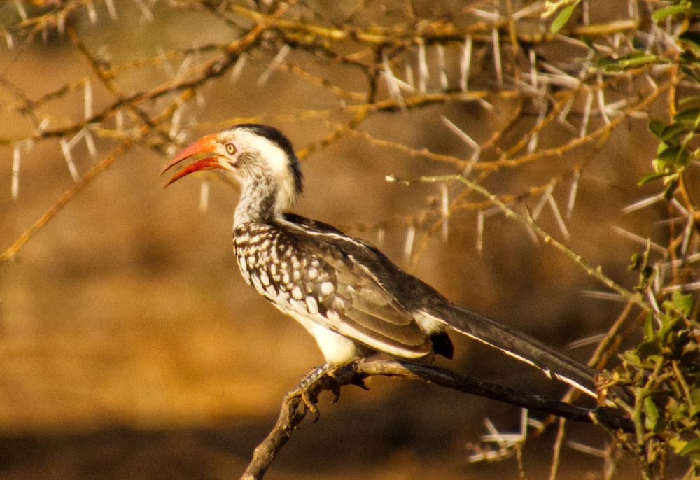 Southern red billed hornbill