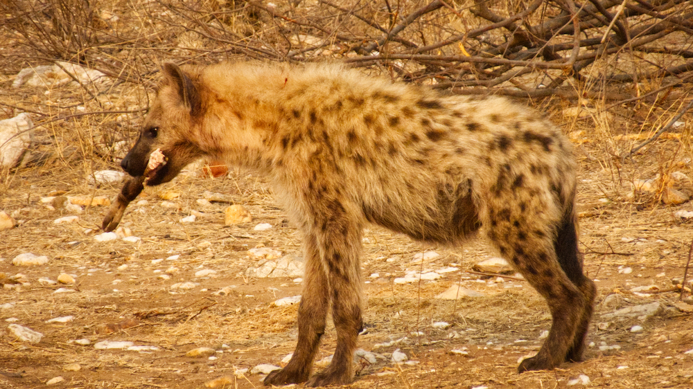 Spotted hyena juvenile with bone