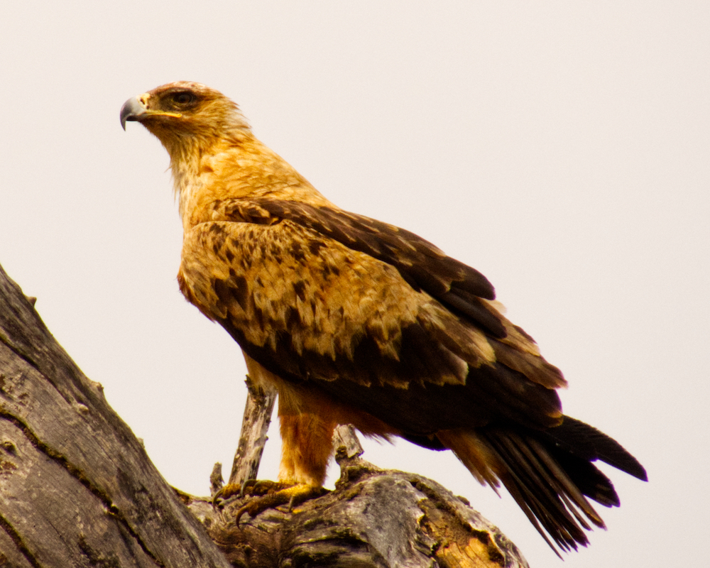 Tawny eagle