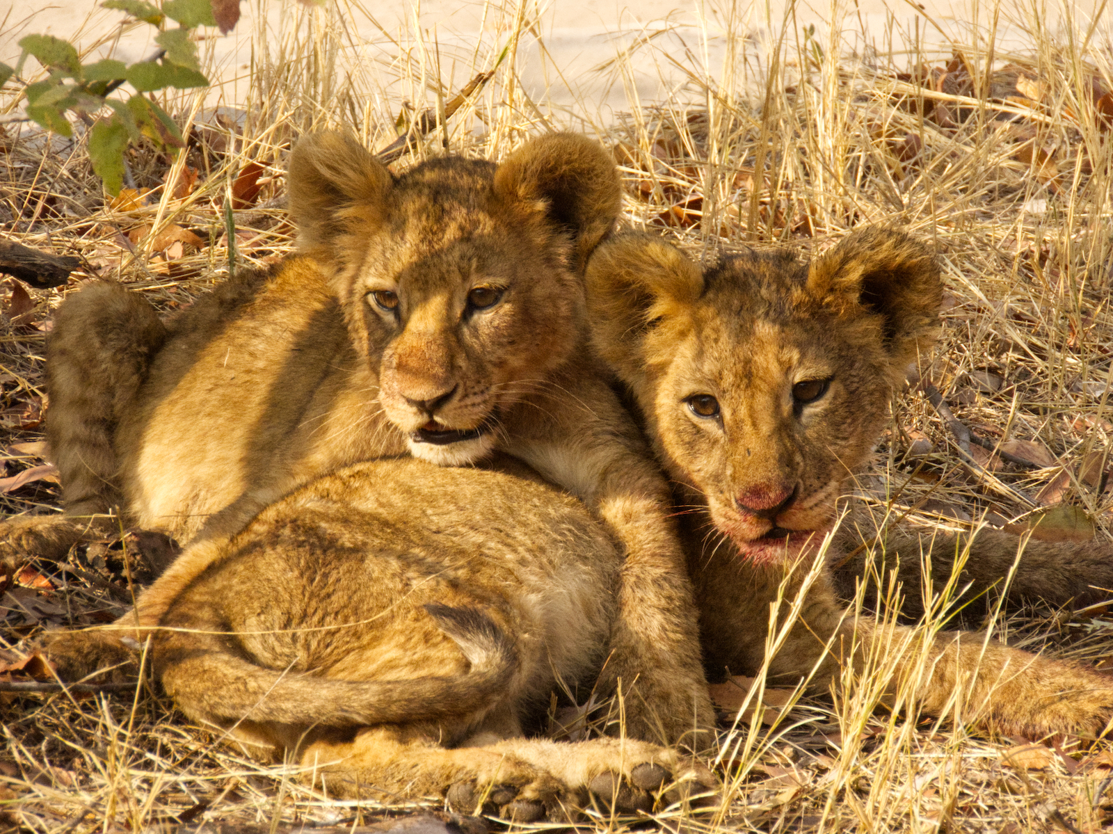 Two lion cubs resting and playing after eating buffalo