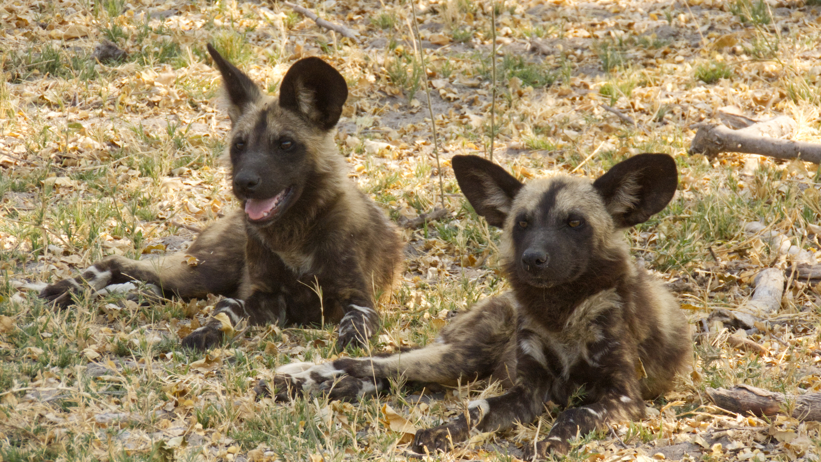 Two wild dogs in moremi