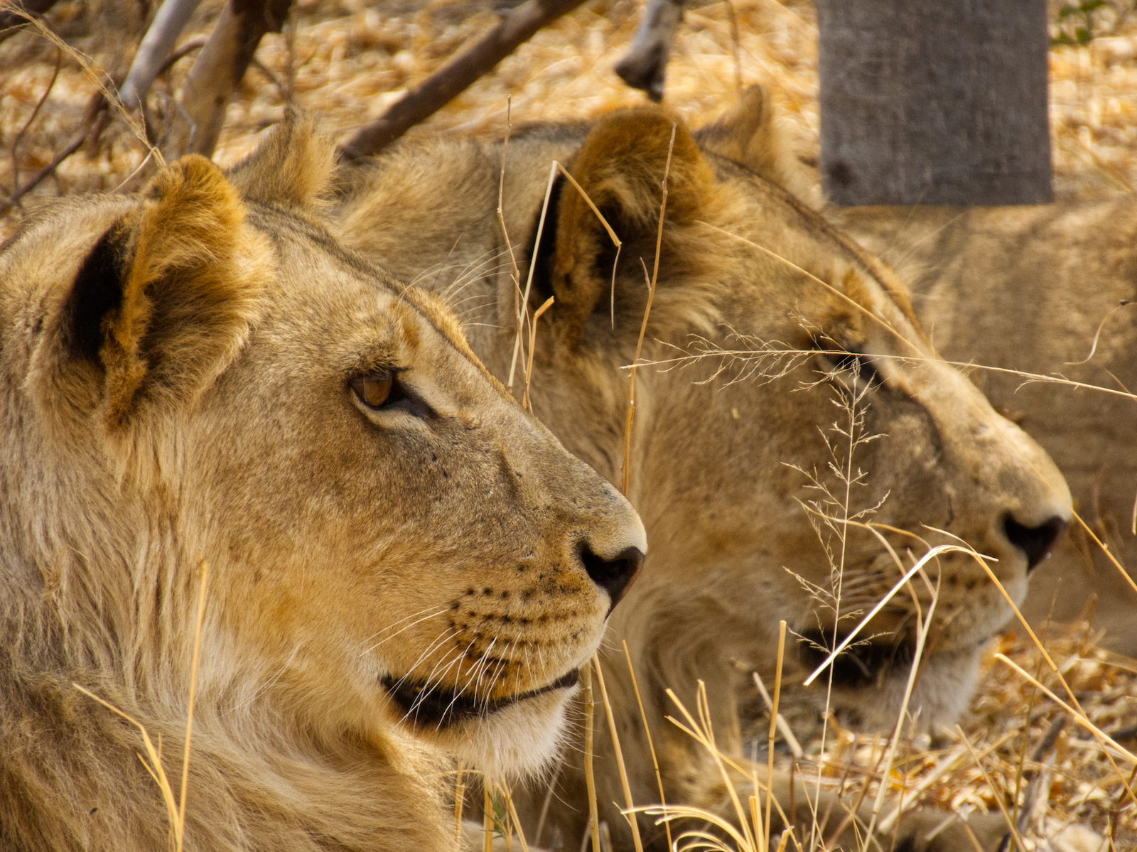 Two young male lions