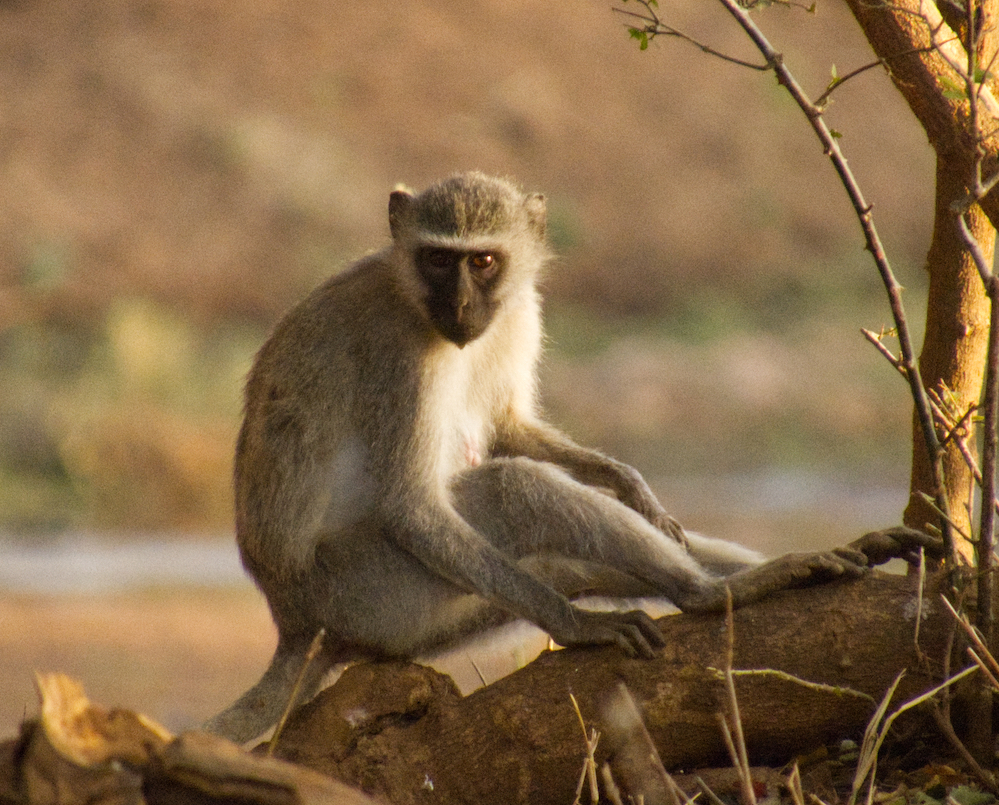 Vervet monkey