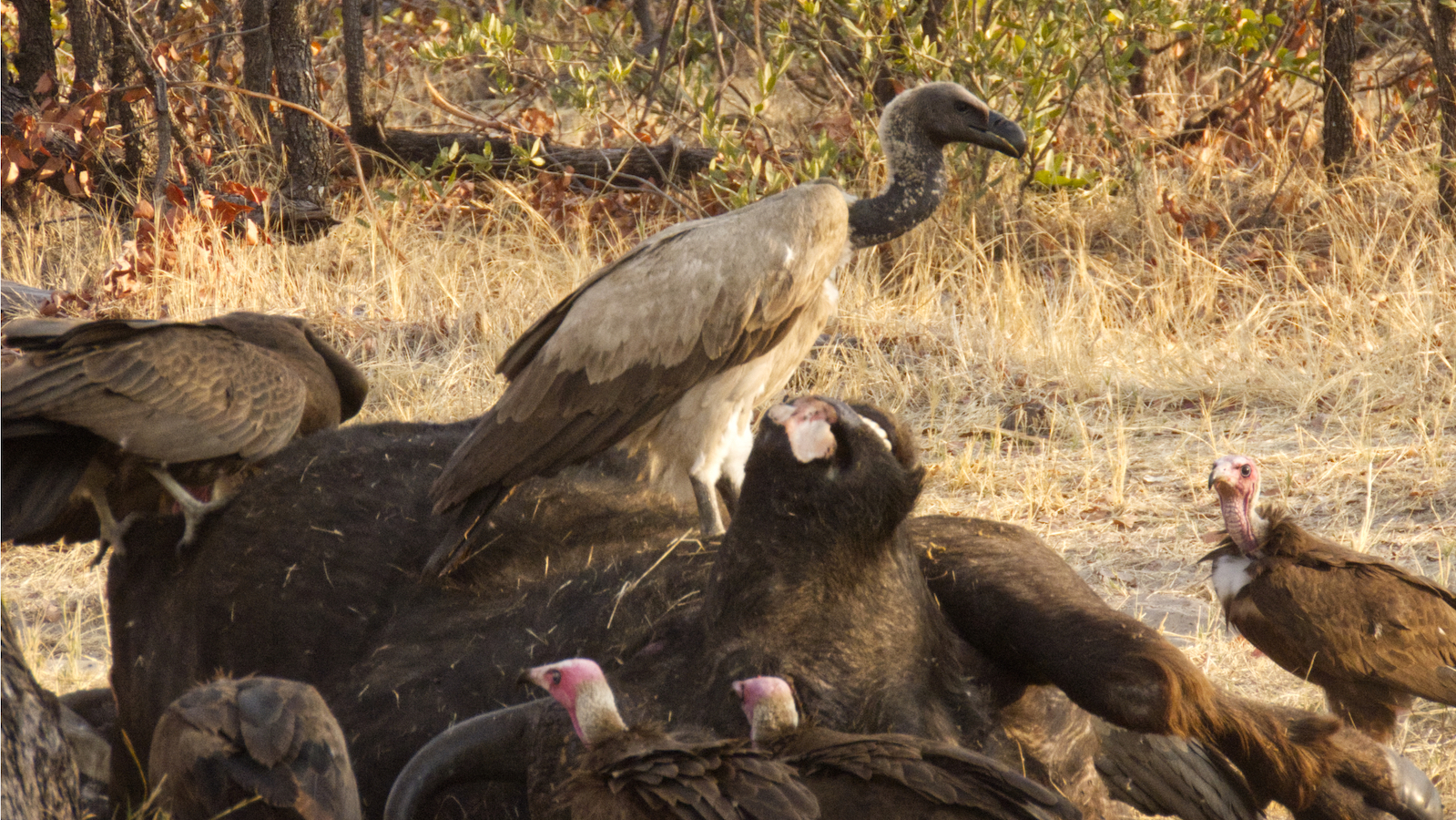 Vultures on the cape buffalo carcass