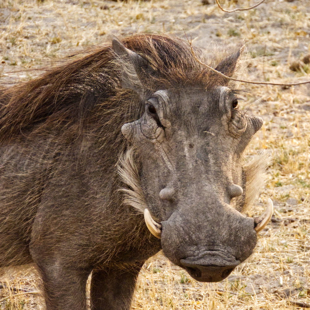 Warthog beauty shot