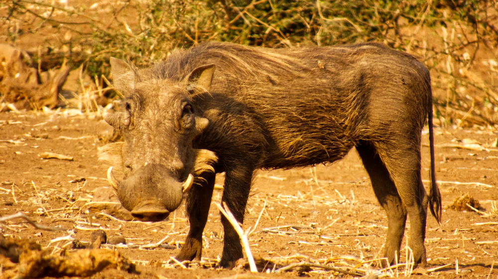 Warthog