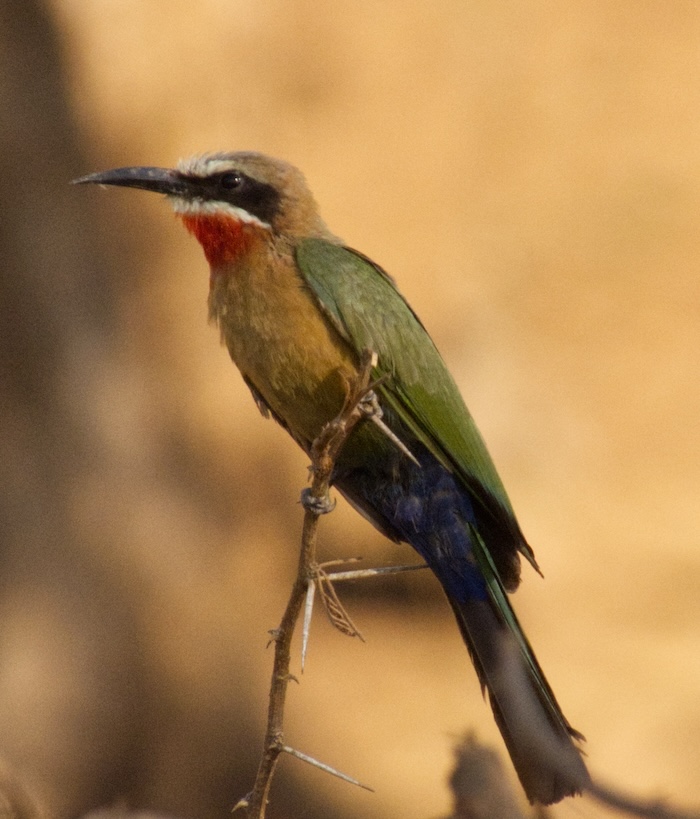 White-fronted bee eater