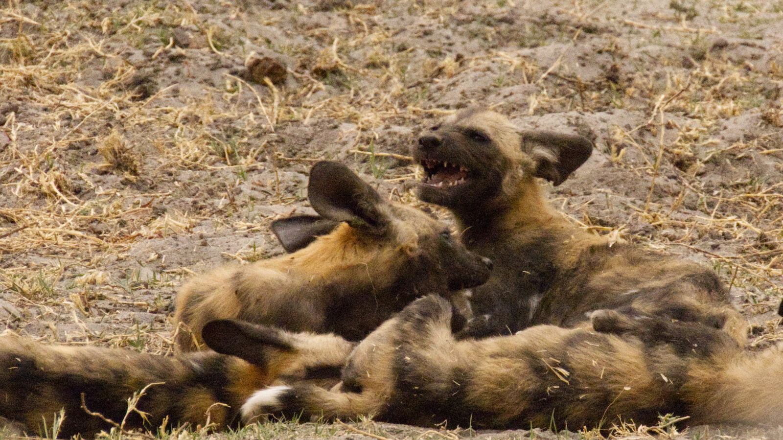 Wild dog puppies playing