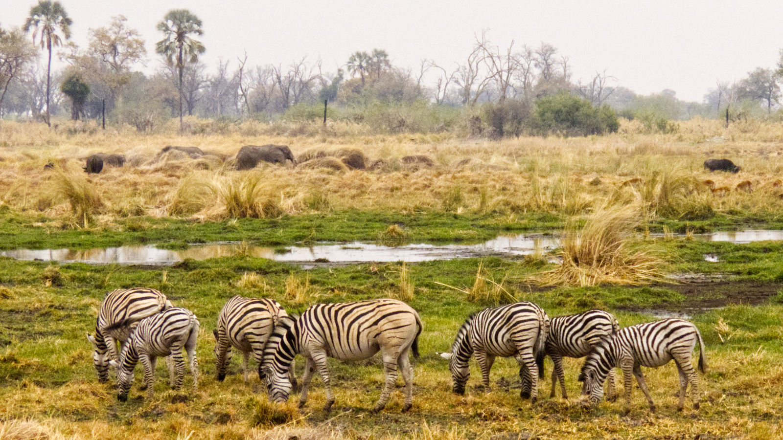 Zebras with elephants in background in ng 32