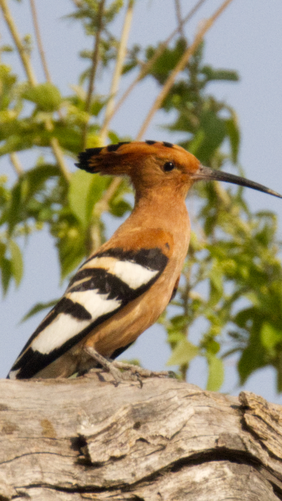 African hoopoe