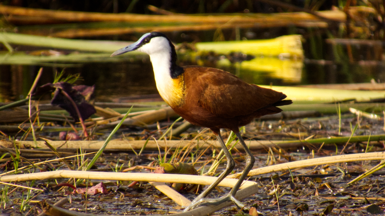 African jacana in wetlands