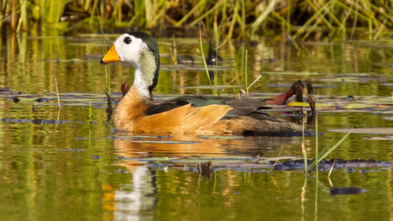 African pygmy goose