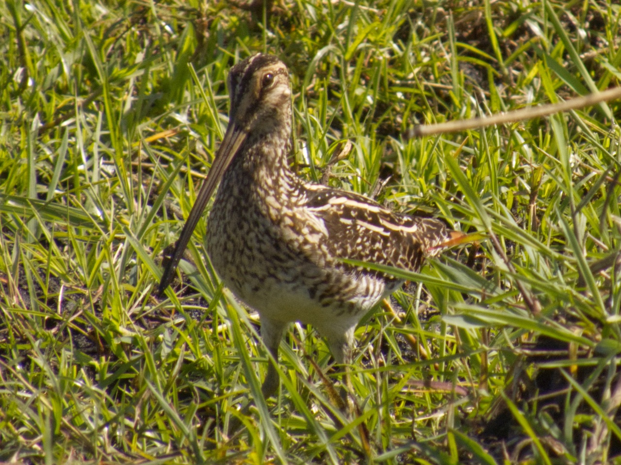 African snipe