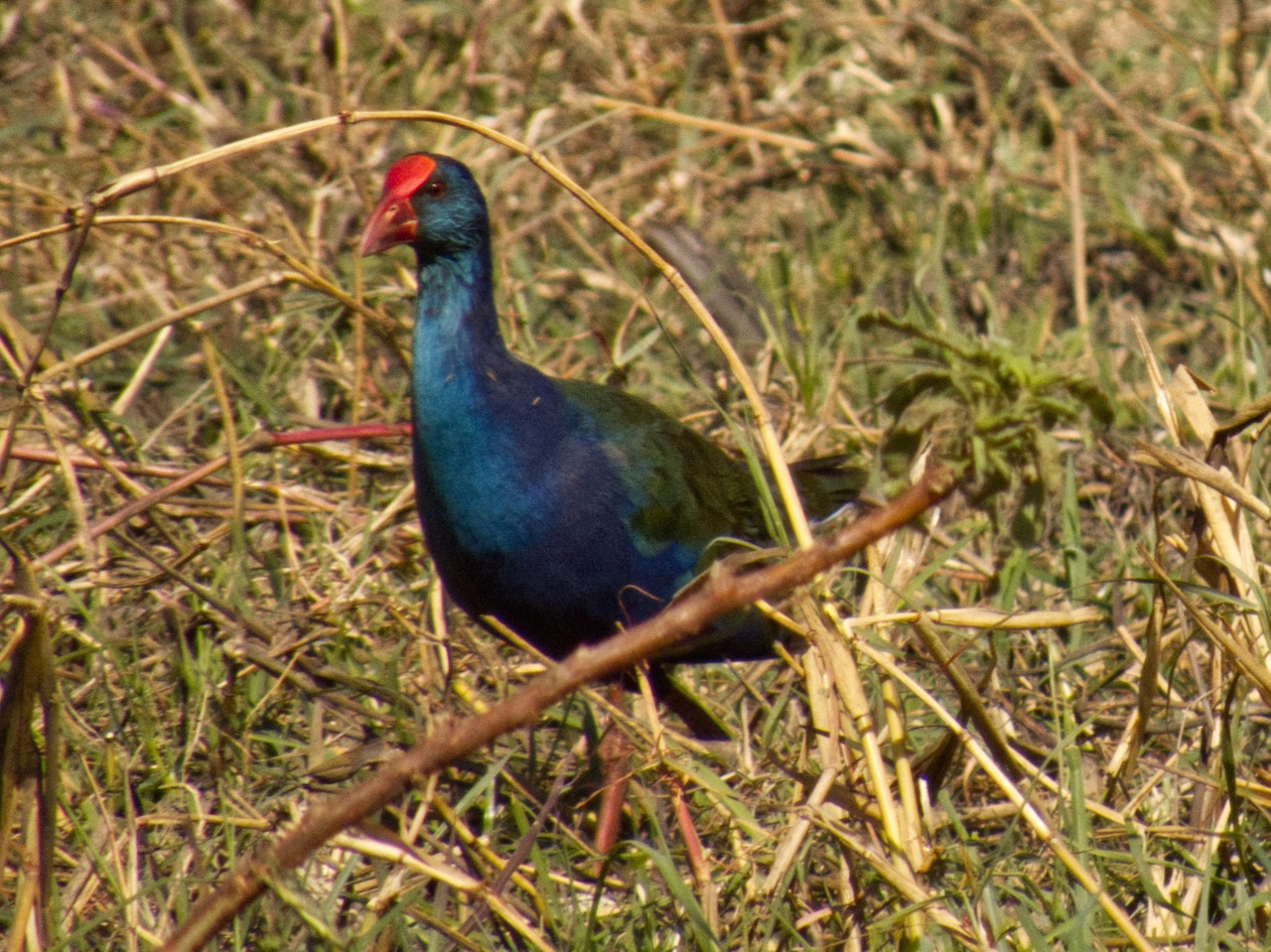 African swamphen