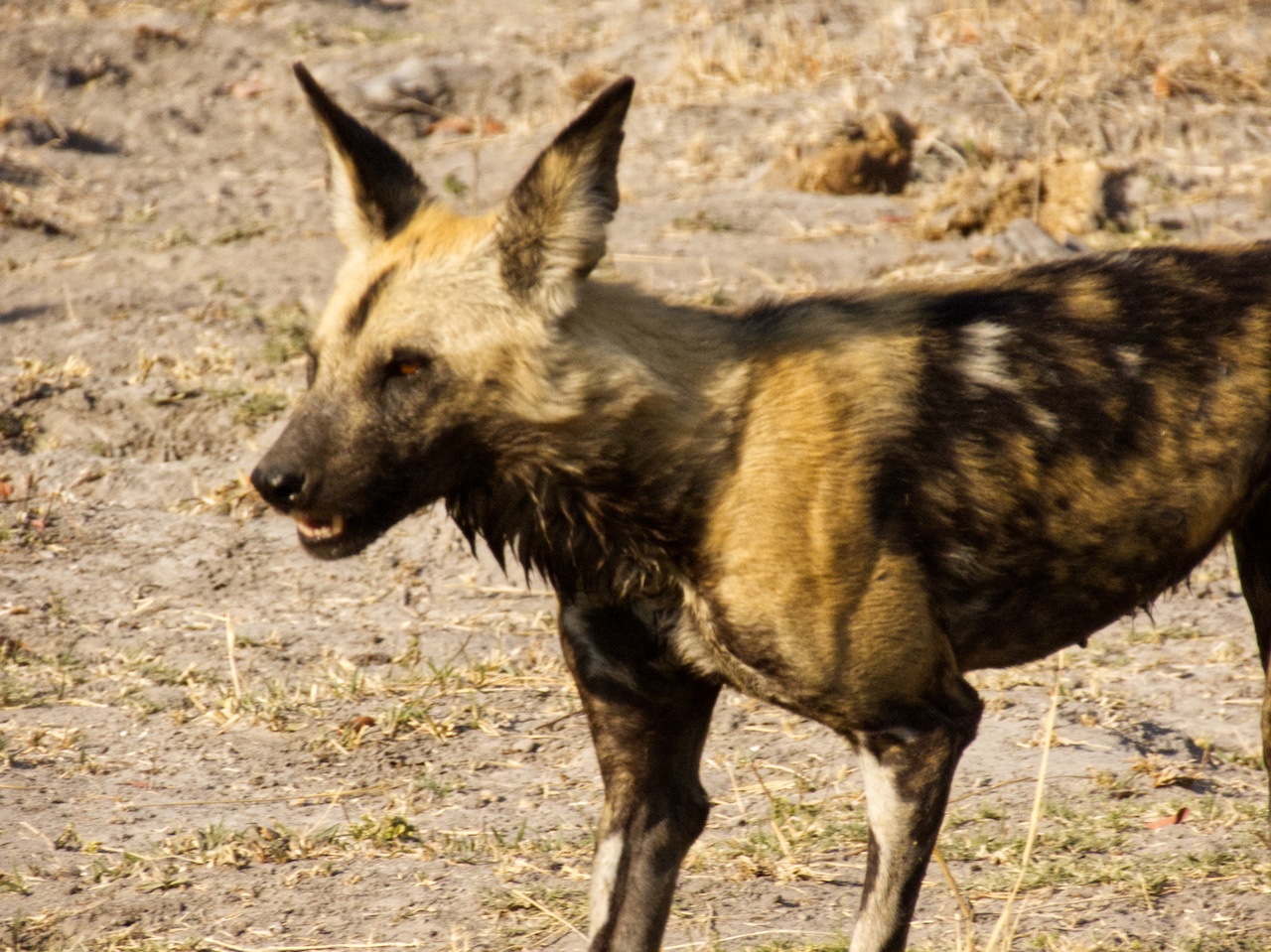 African wild dog