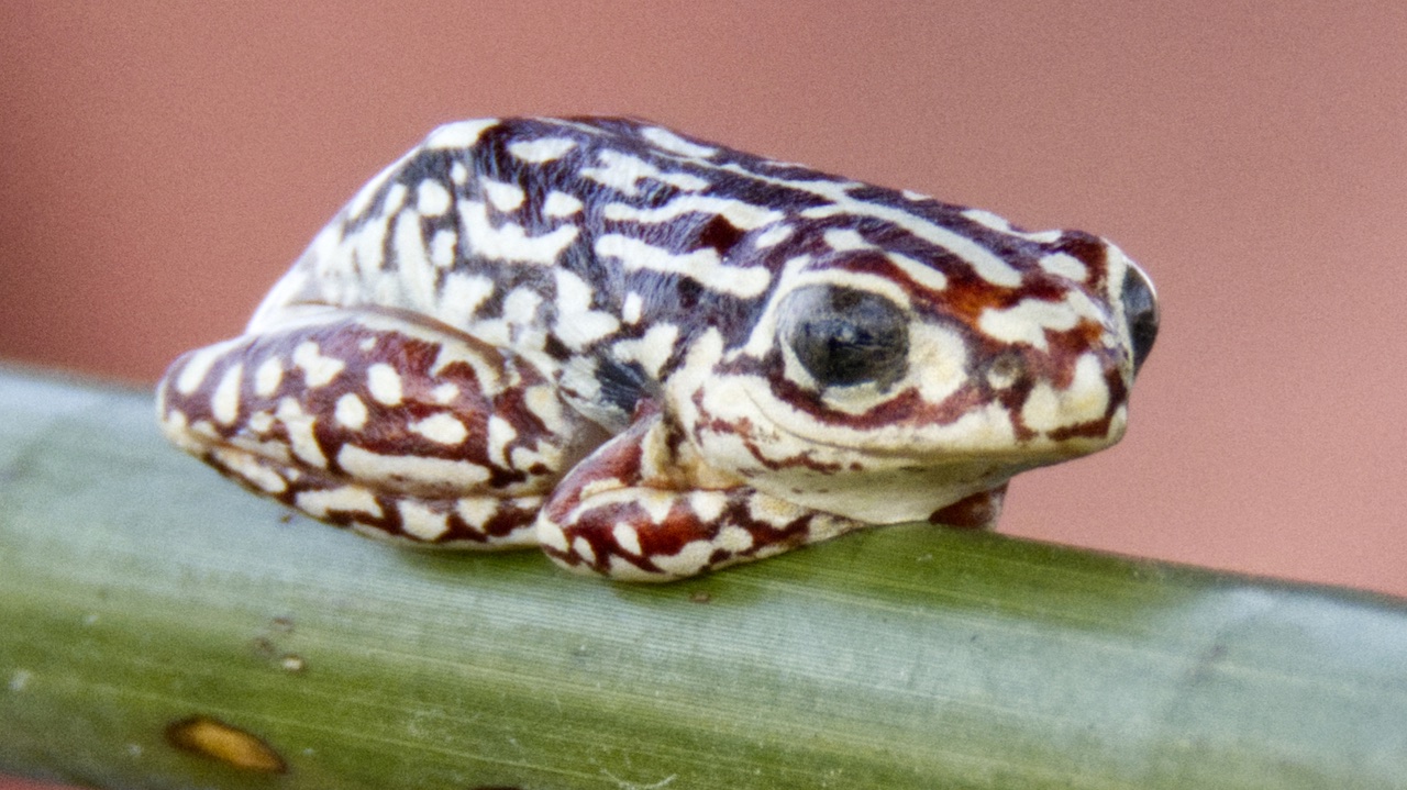 Angolan reed frog