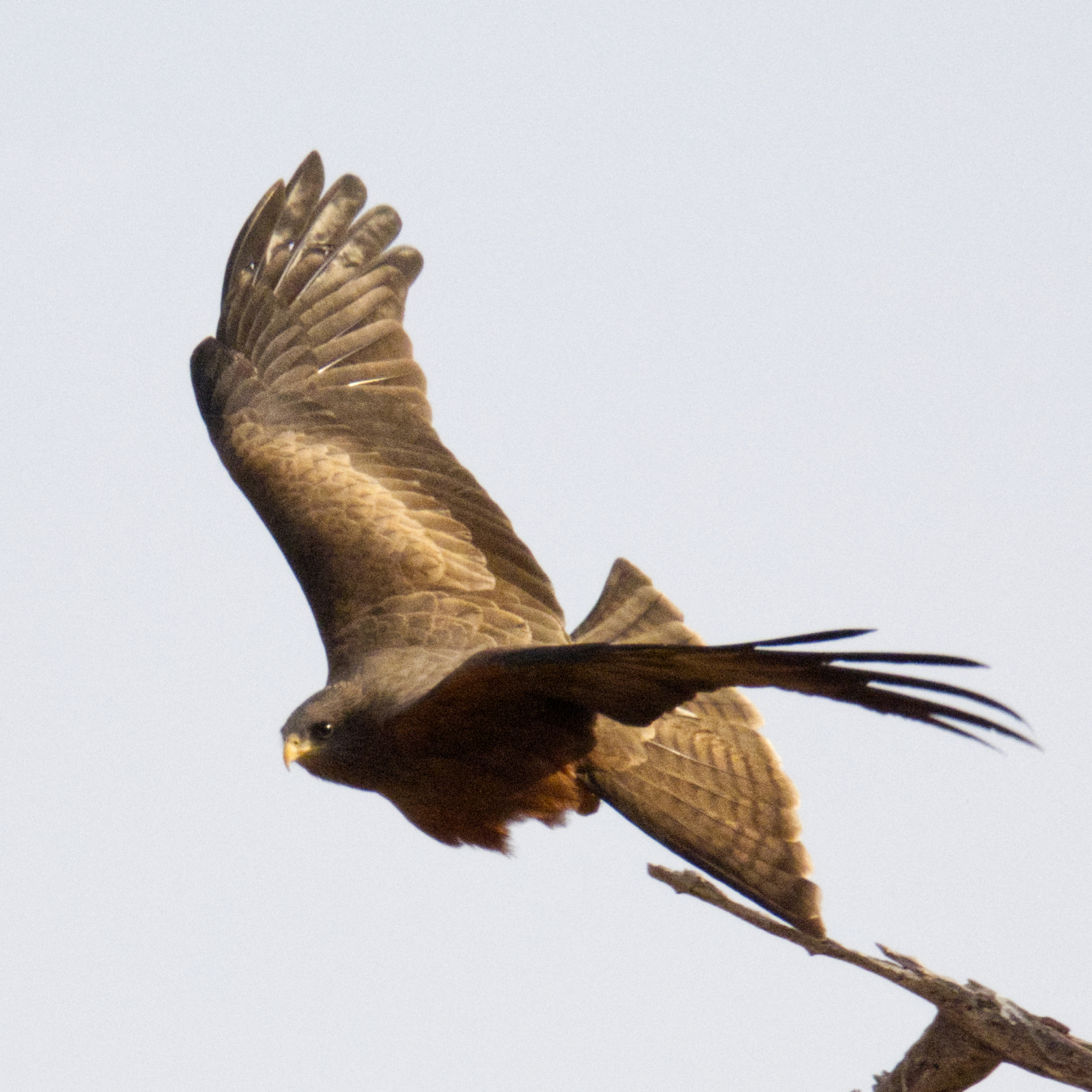 Black kite in flight