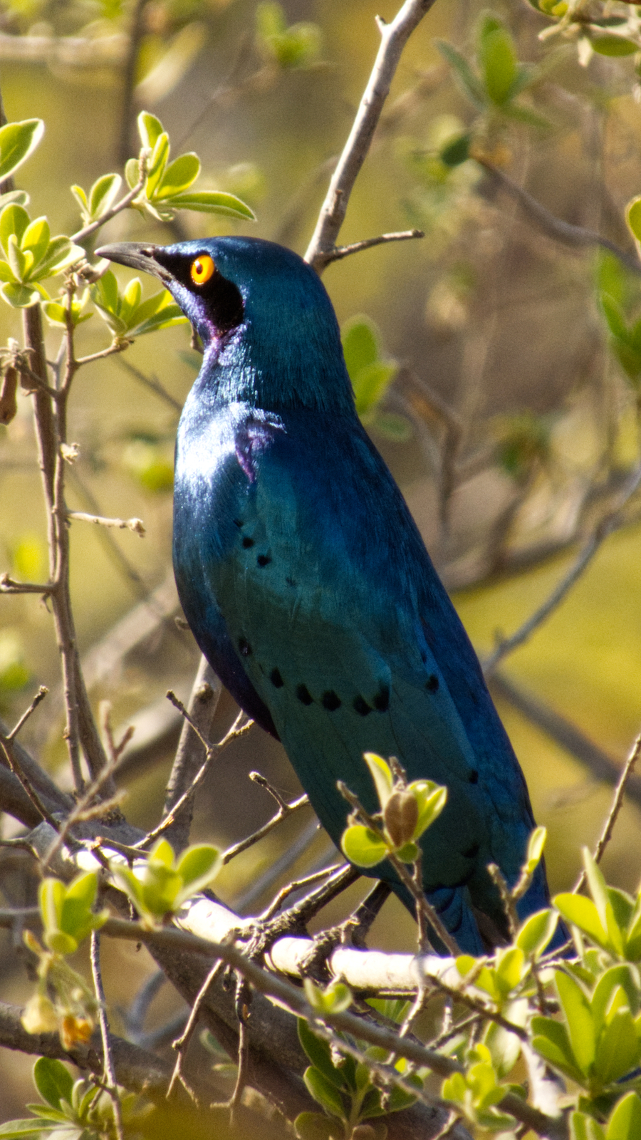 Cape starling