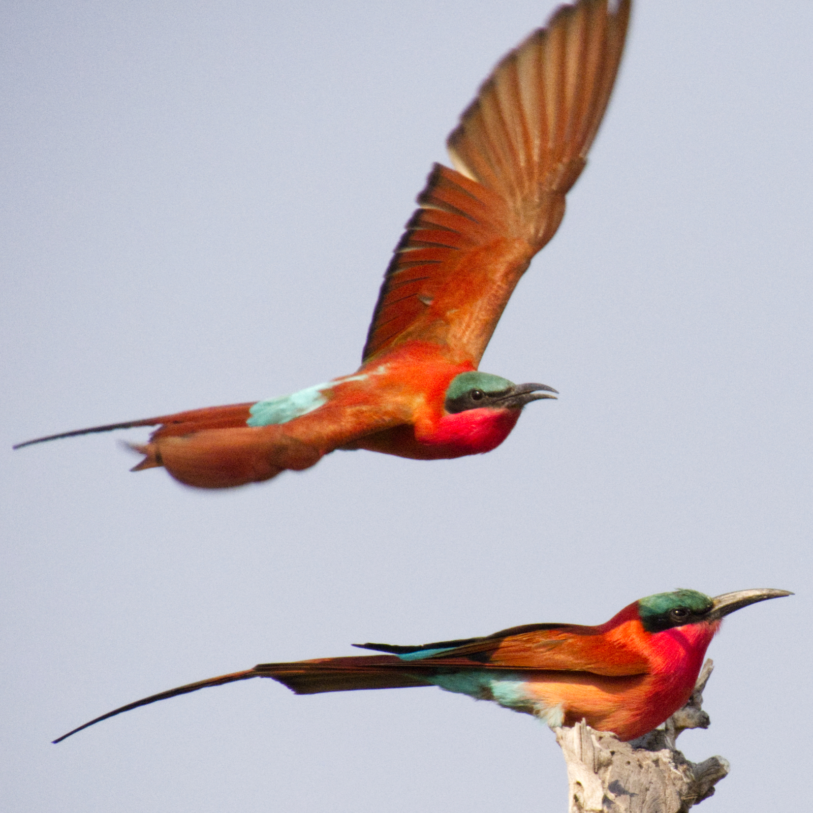 Carmine bee eaters with one landing and wings spread