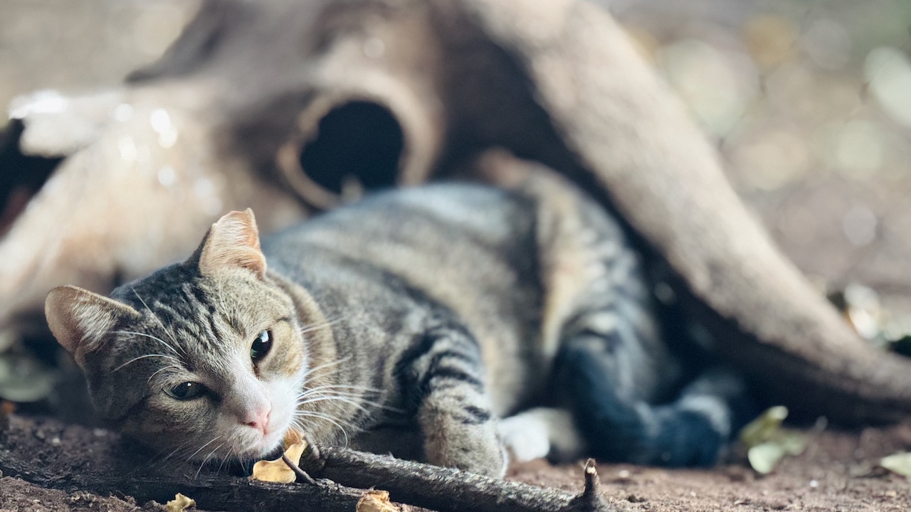 Chobe camp kitty