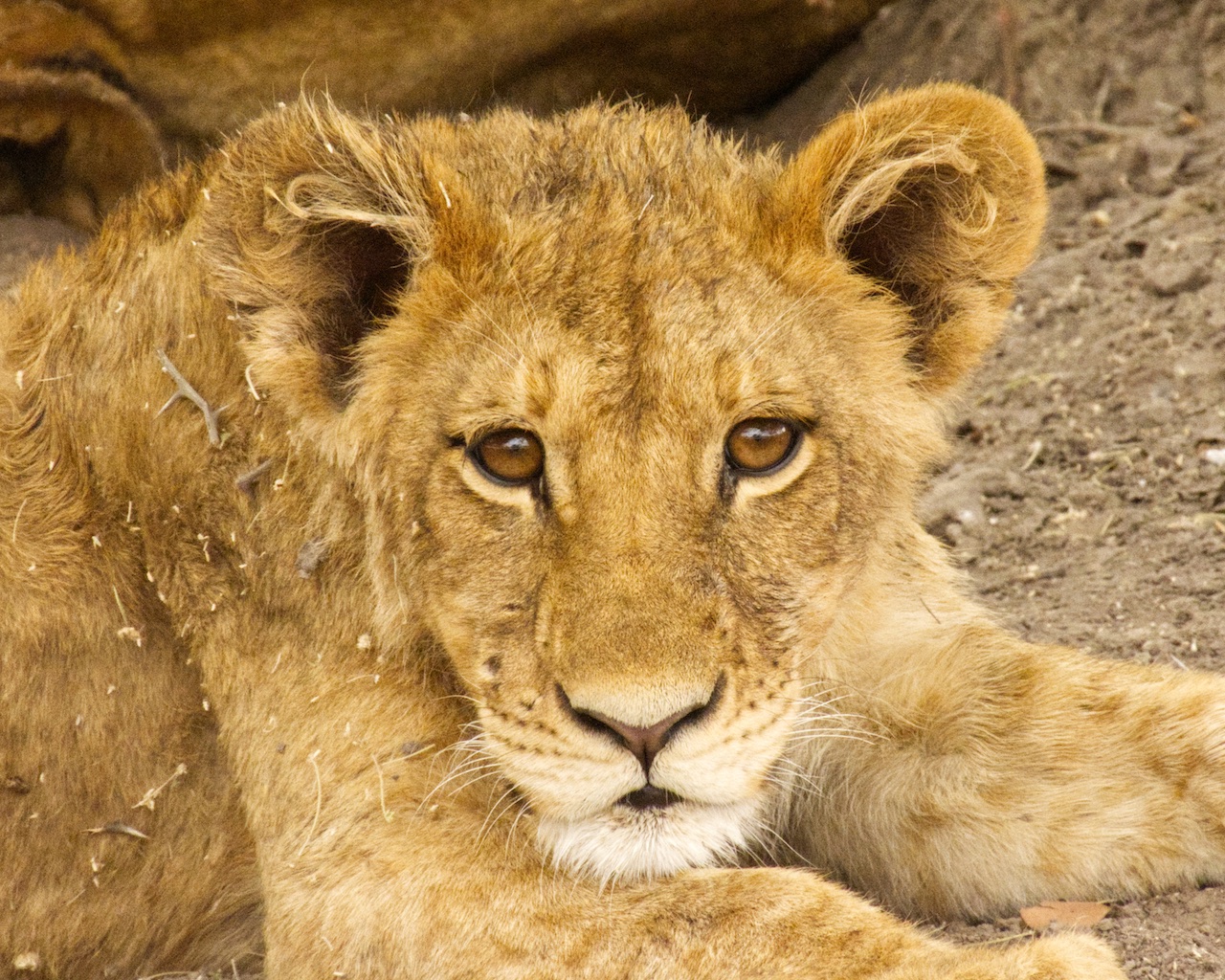 Curious lion cub