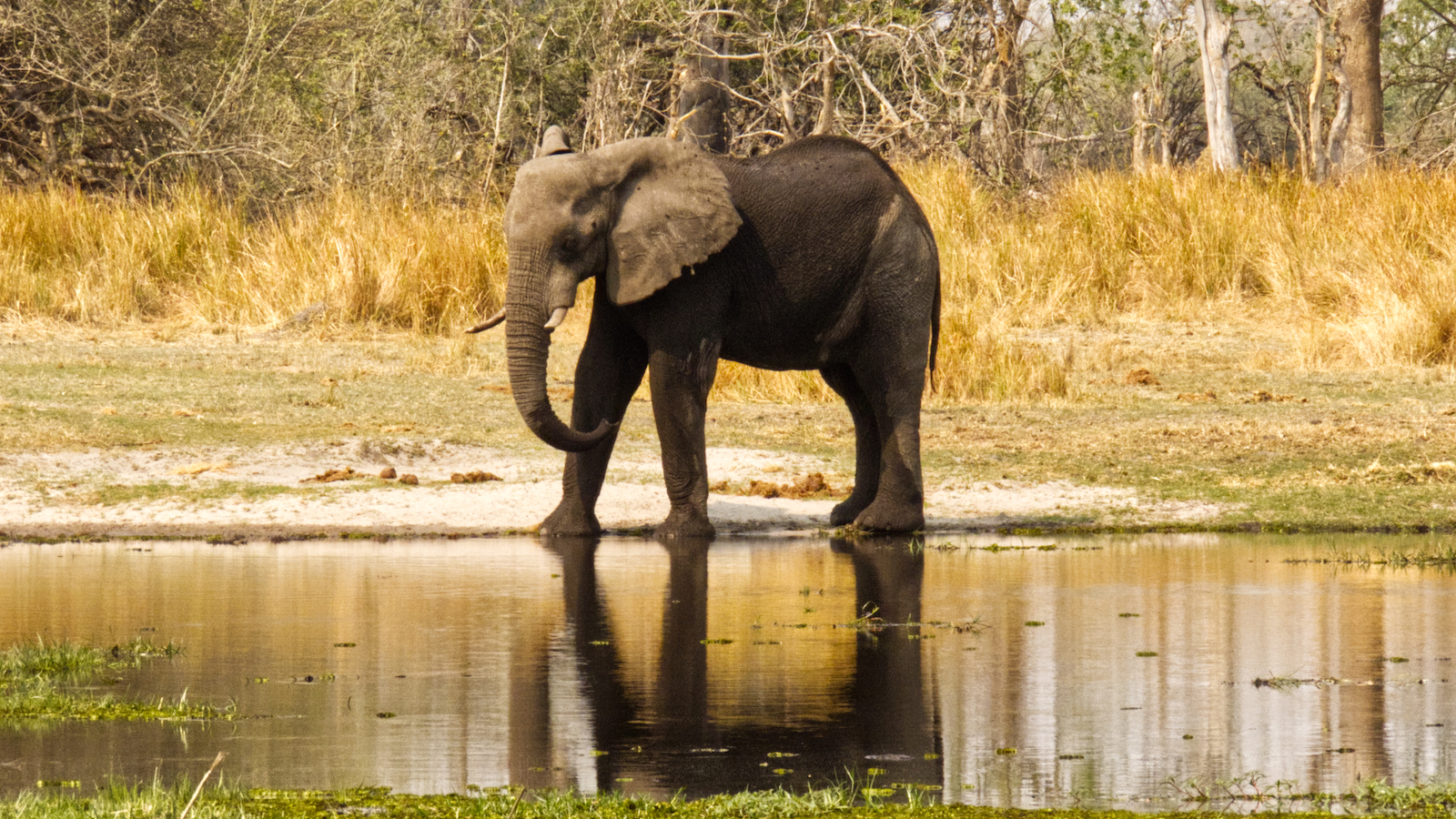 Elephant reflecting in water