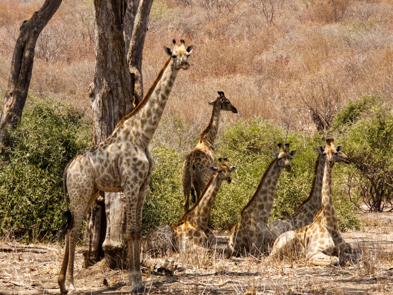 Giraffes resting