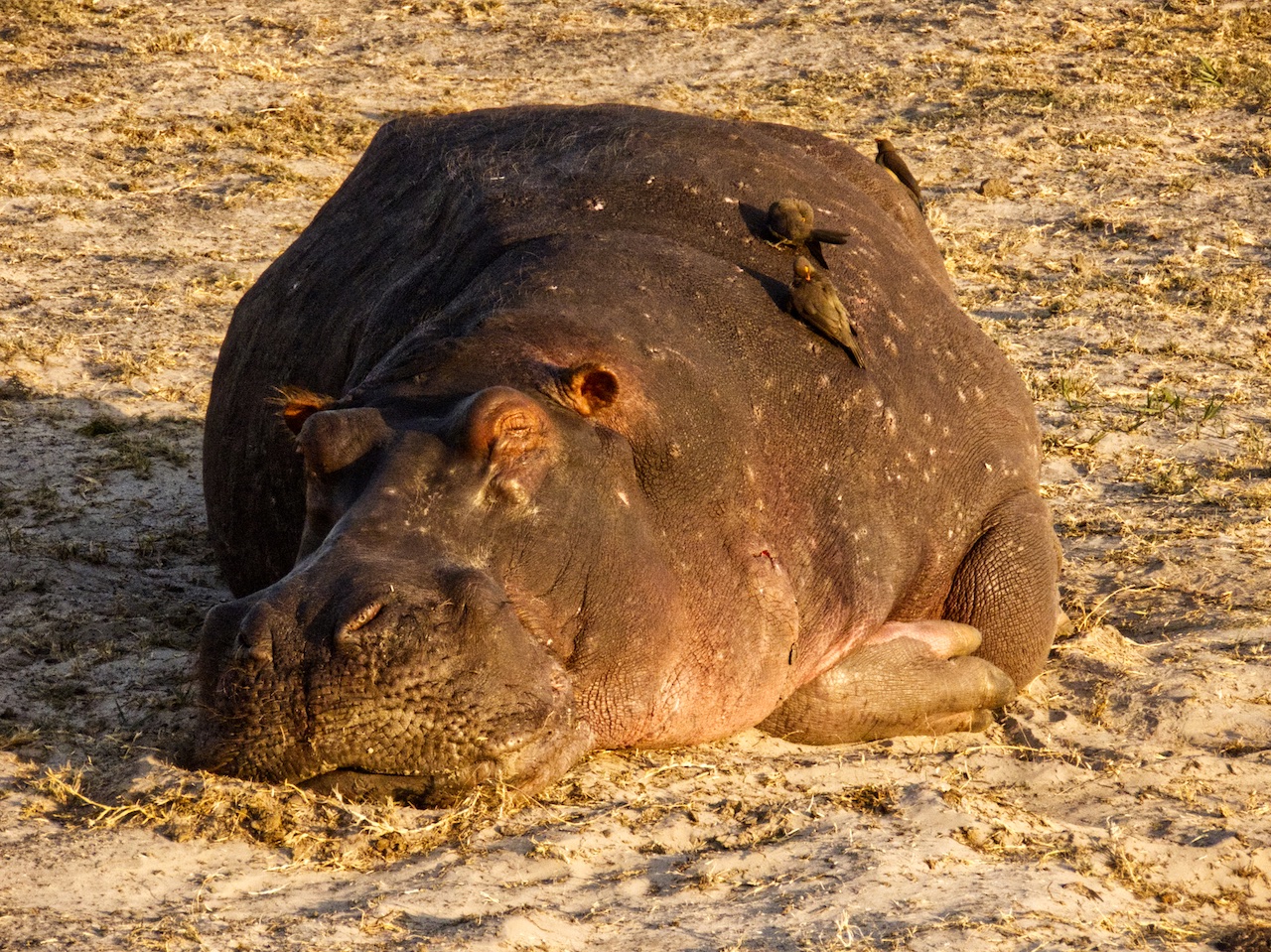 Hippo resting on beach