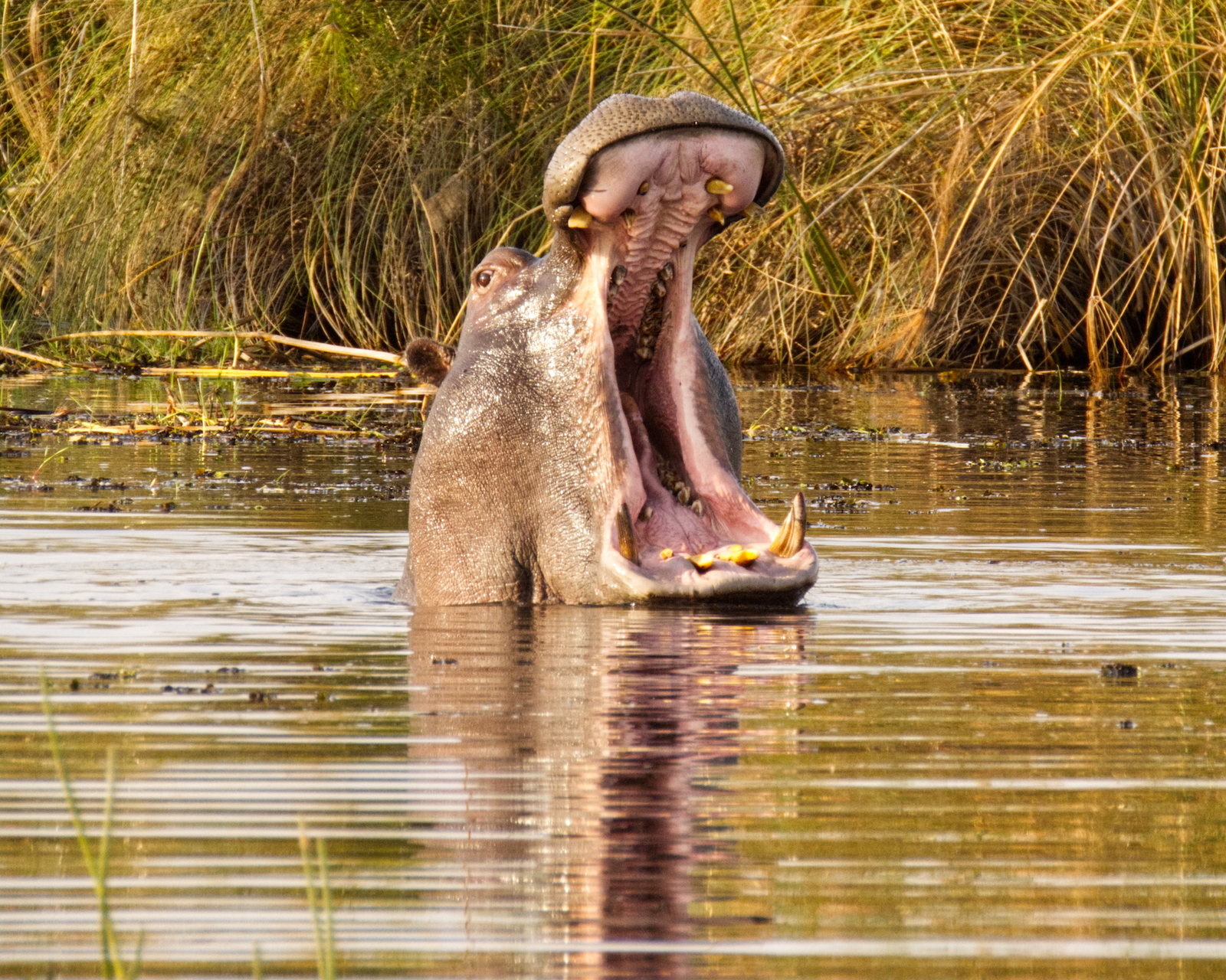 Hippo yawning