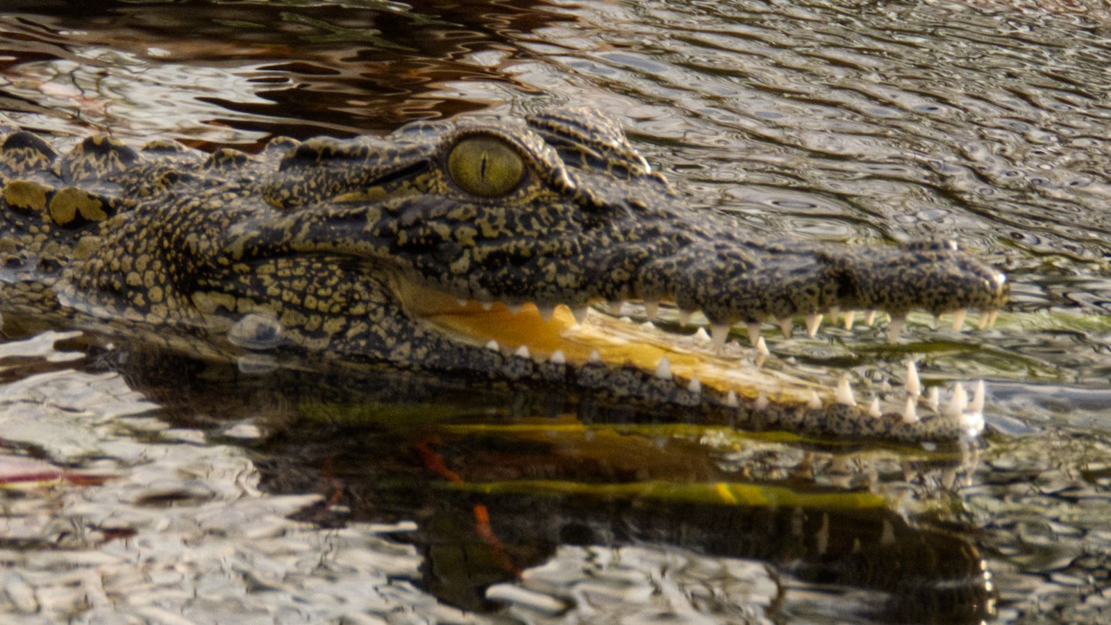 Juvenile crocodile grinning