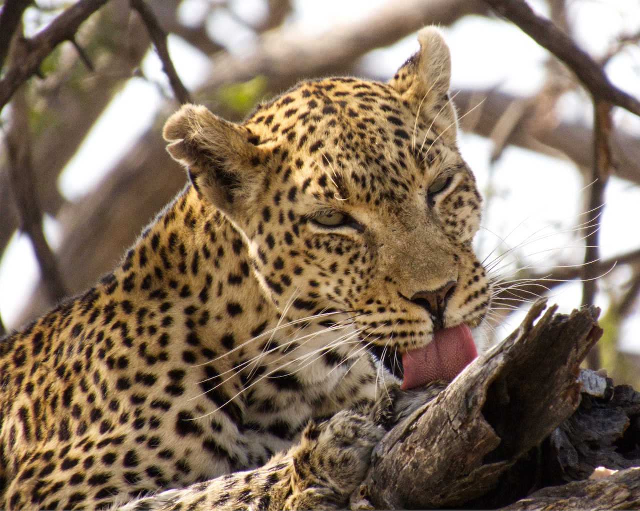 Leopard cleaning after meal