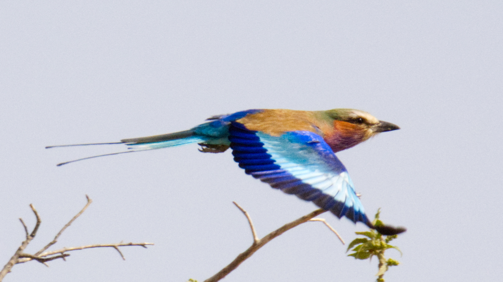 Lilac breasted roller in flight